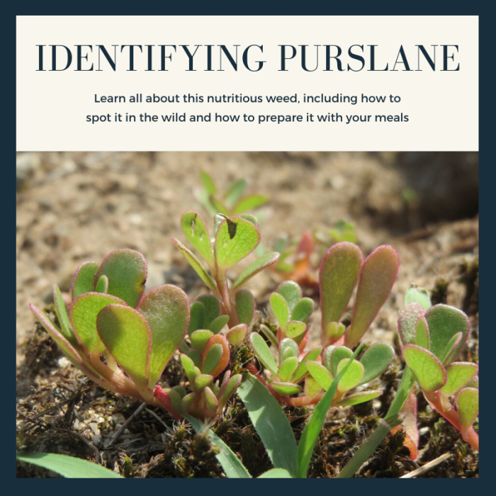 This article will help you identify purslane and will also provide some recipes for how best to cook this edible wild plant.