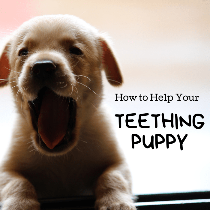 The teething process can be a pain to puppies and owners alike. Learn what you can do to keep your puppy happy and your hands and furniture safe.