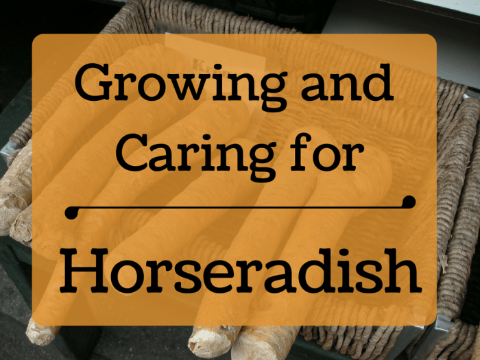 Horseradish is a versatile perennial that has many different culinary and medicinal uses. This article will show you how to grow your own.