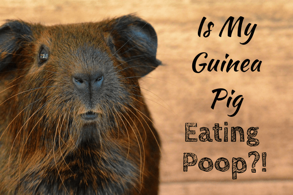 It may look like your guinea pigs are eating poo, but they're actually eating something else that's crucial for their health.