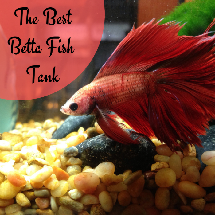 Discover the recommended setup for your betta fish tank to ensure that your fish lead long, happy lives.