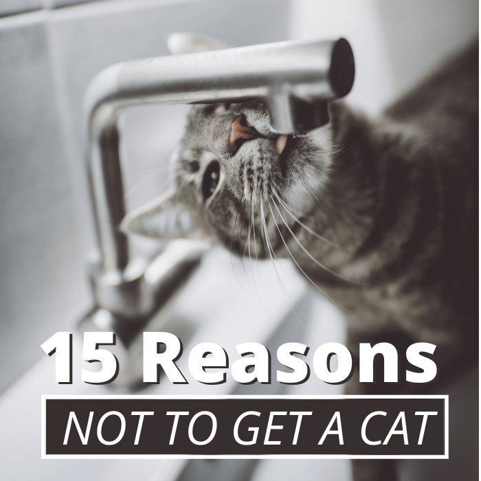 Cat ownership can be a wonderful experience, but it comes with plenty of downsides that many folks fail to consider.
