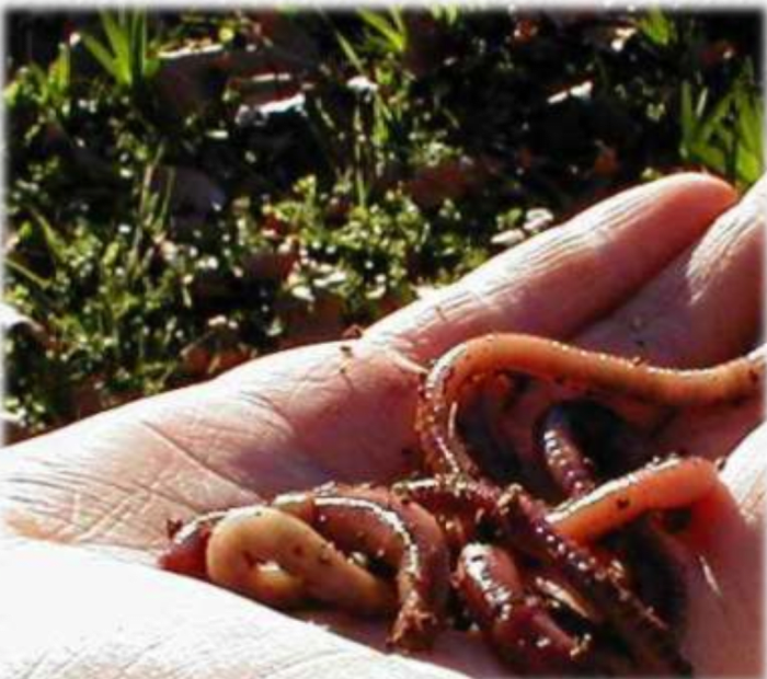 Life Cycle of Red Wiggler Worms or Eisenia Foetida and Stages