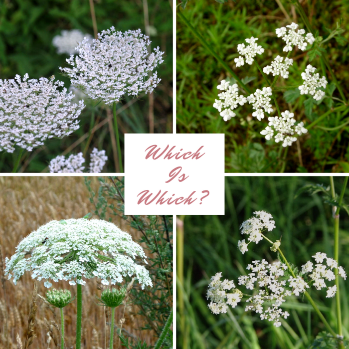Answers: Top left: Queen Anne's lace; top right: poison hemlock; bottom left: giant hogweed; bottom right: cow parsley