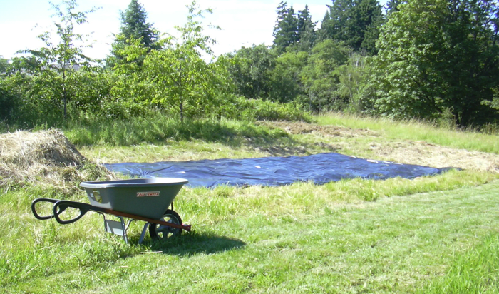Here's the picture again, larger this time, of an area that has been prepared with black plastic sheeting.