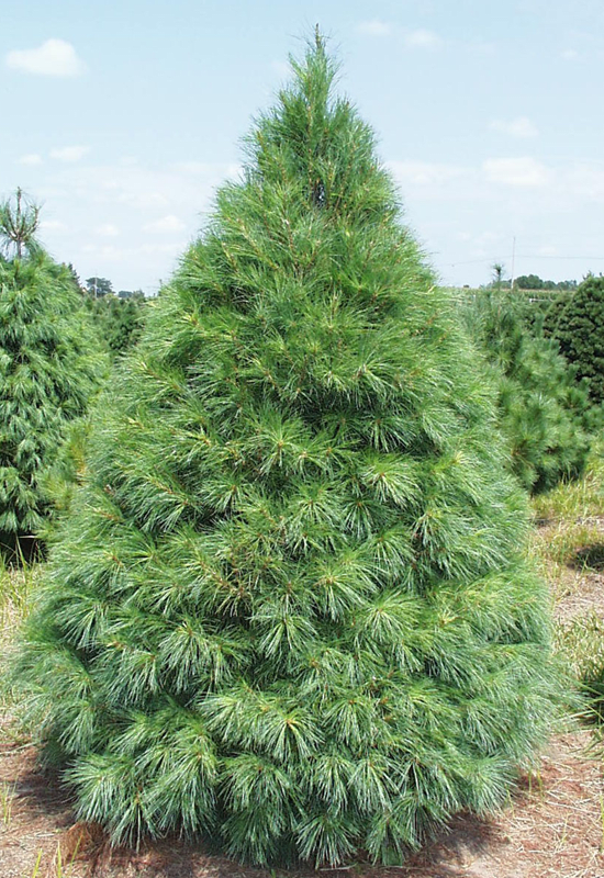 Fast-Growing Hedge Trees - Dengarden - Home and Garden