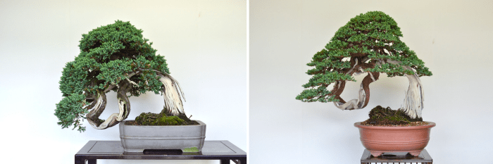 Note the tree on the left is slanting downward. The emergency repot is to correct the slant and restyle the tree. It's placed into a larger pot where the roots aren't disrupted. The tree's slant is corrected and new soil is added around.