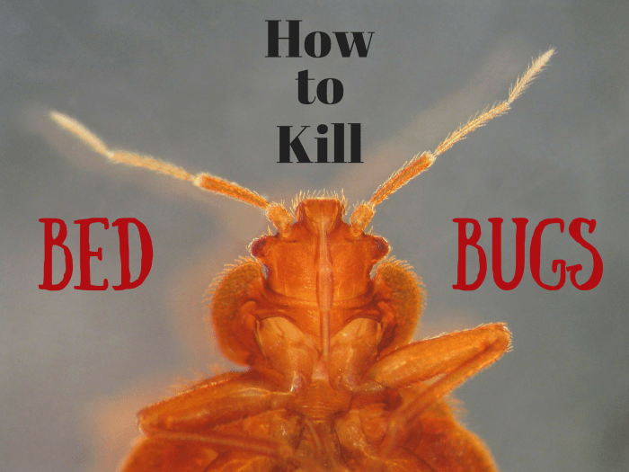 6 Ways to Kill Bed Bugs That Really Work Dengarden Home and Garden