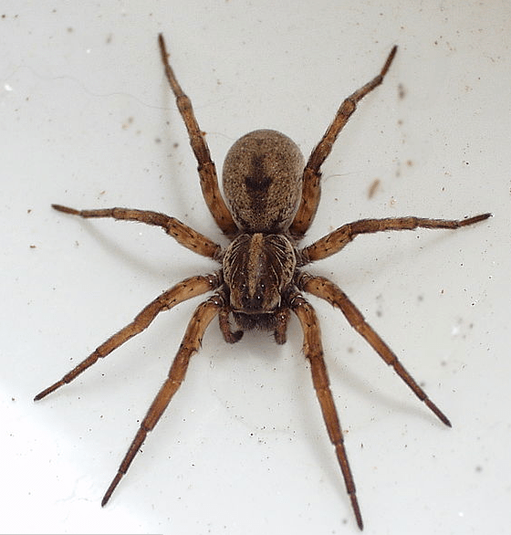 Wolf spiders are predators of the cucumber beetle. Straw mulches provide a refuge for this predator.