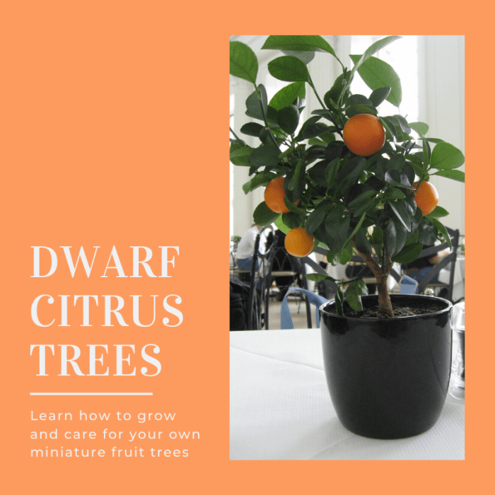 This article will break down some of the differences between various dwarf citrus trees and provide information on how to grow and care for your own.
