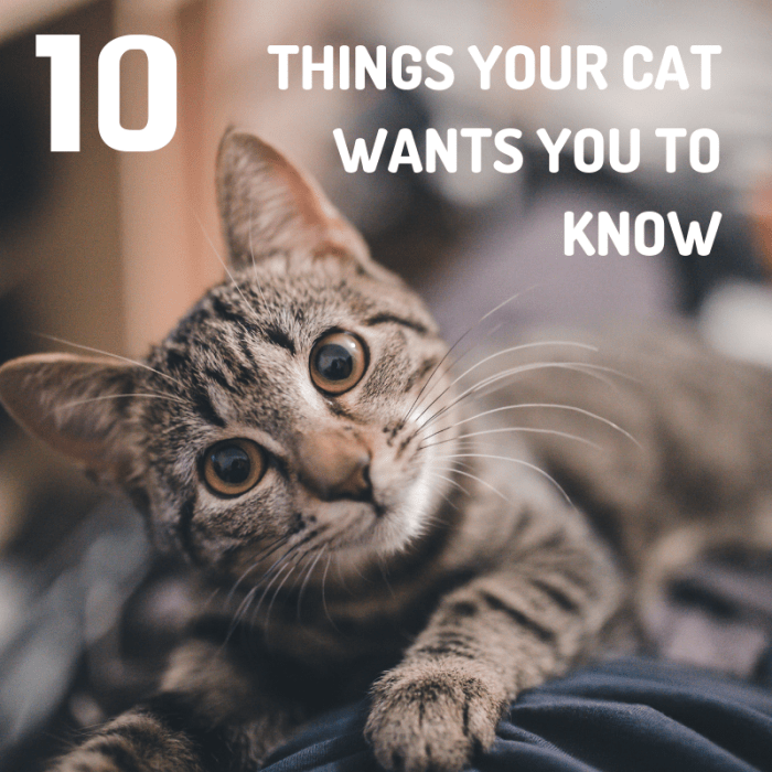 Cats make purrfect companions, but it's time you learned a few things about your four-legged friends. They're ready to dish.
