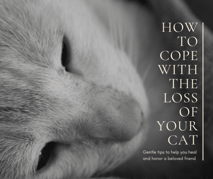 Coping with the loss of a beloved cat can be truly devastating, but hopefully this article can help guide you through your grieving process.