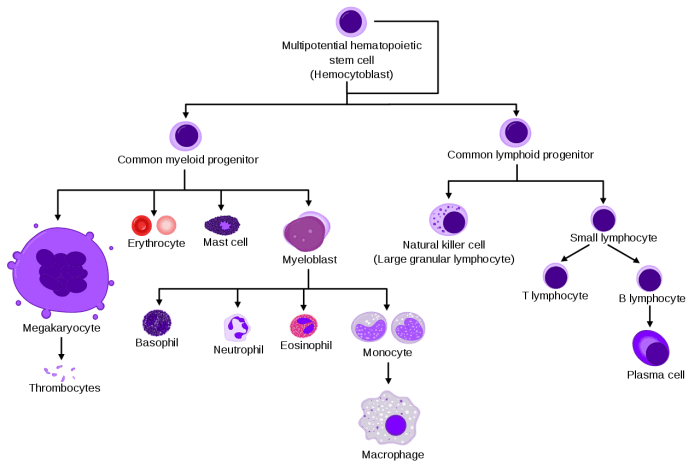 A simplified overview of platelet and blood cell production in the bone marrow