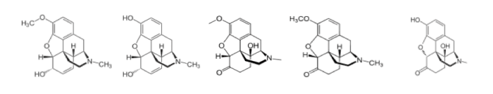 The very similar chemical structure of narcotics used to treat more severe sciatica cases: codeine, morphine, oxycodone, hydrocodone, oxymorphone