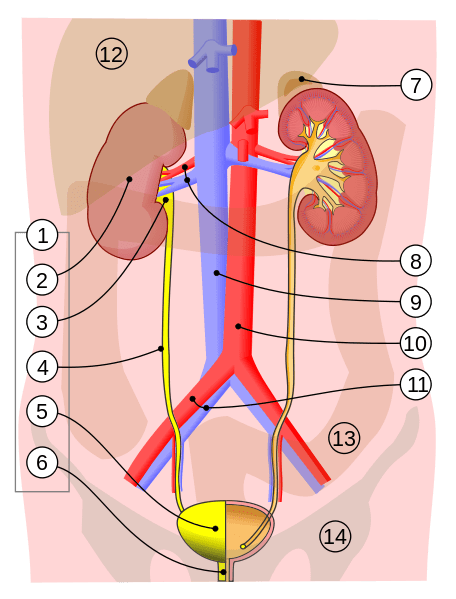 The urinary system or tract and nearby blood vessels: 2 = kidney, 3 = renal pelvis, 4 = ureter, 5 = urinary bladder, 6 = urethra