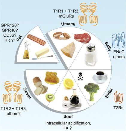 The cell biology of taste. Taste qualities, the taste receptors that detect them, and examples of natural stimuli.