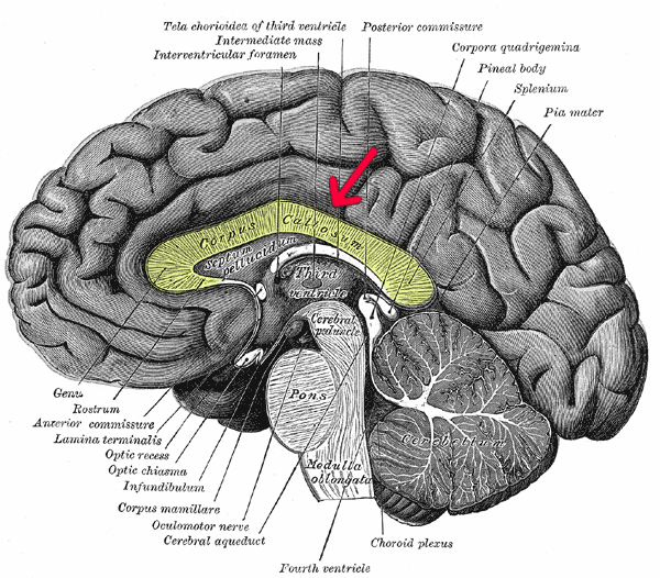 The corpus callosum in the brain