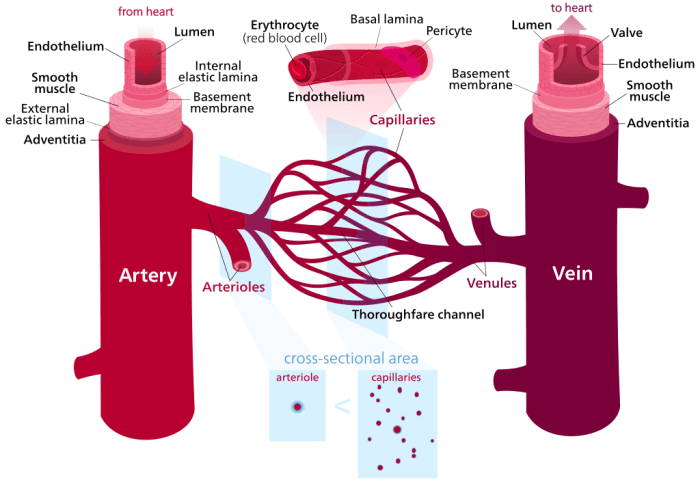 Extra blood flows through blood vessels to injured areas during the inflammatory response. Fluid from the blood leaves the capillaries and enters the tissues.