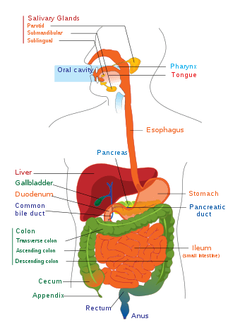 Large intestine (colon) is green. Note how many organs are around it. Those behind and touching it are kidneys, pancreas, spleen, appendix, adrenals, and bladder.
