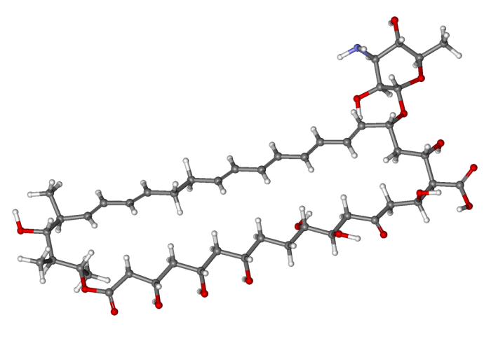 In this ball and stick model of a nystatin molecule, the balls represent atoms and the sticks represent chemical bonds.