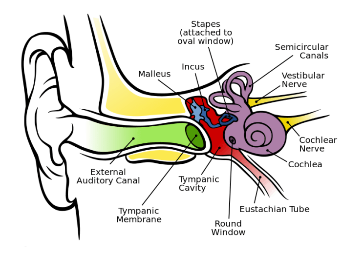 An illustration of the human ear
