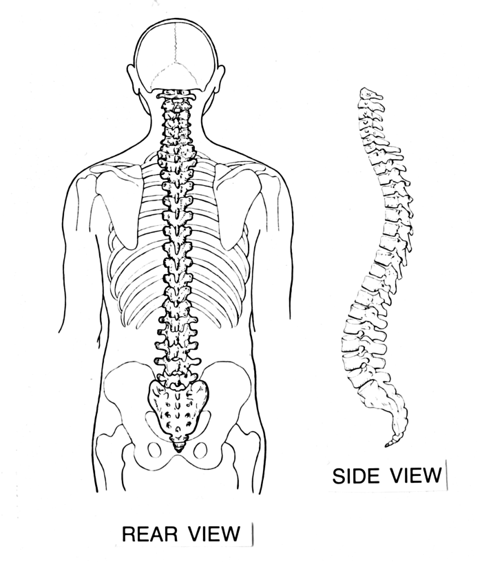 A healthy backbone, or spine