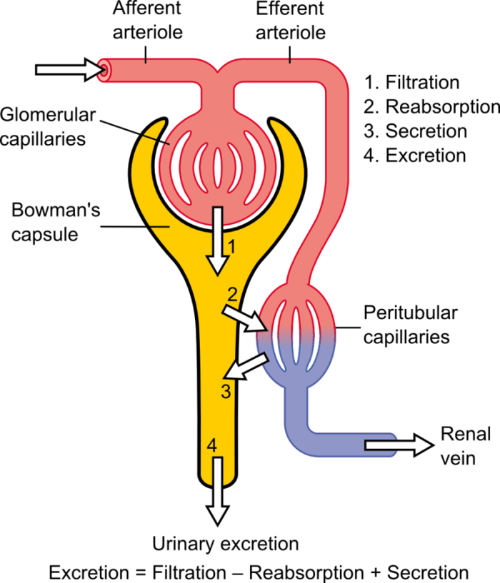A kidney contains around a million tiny tubules called nephrons. These are vital structures in the production of urine.
