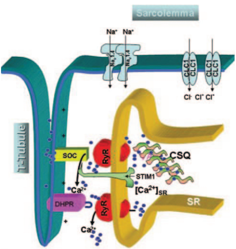 Schematic of the elements of skeletal muscle excitation–Ca release coupling that functions in normal excitation–contraction coupling