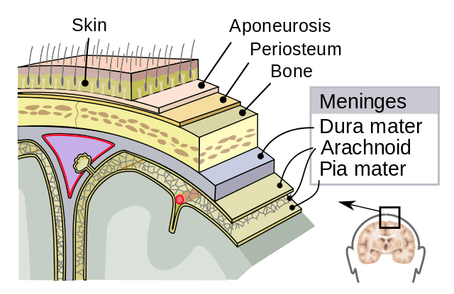 The meninges around the brain