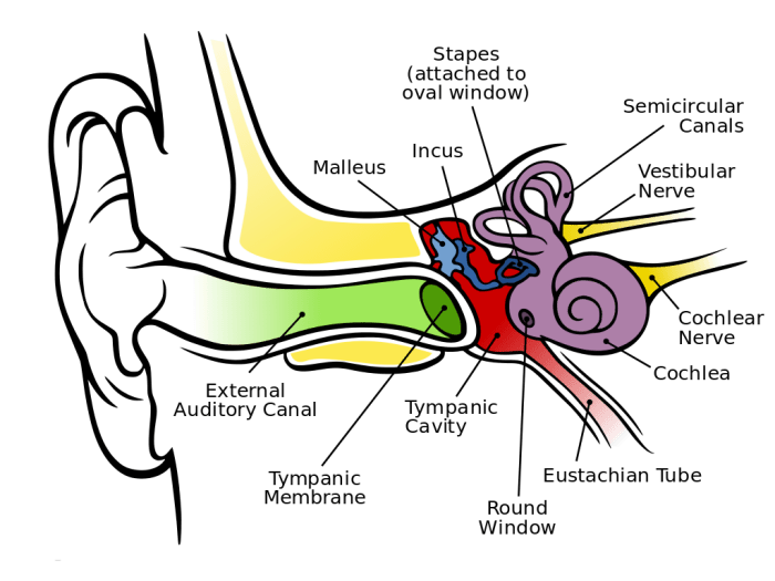 Internal anatomy of the ear