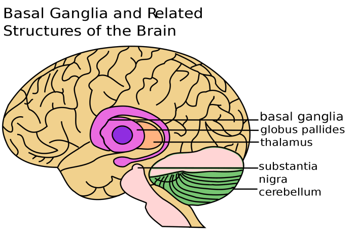 In Parkinson's disease, cells in the substantia nigra die.