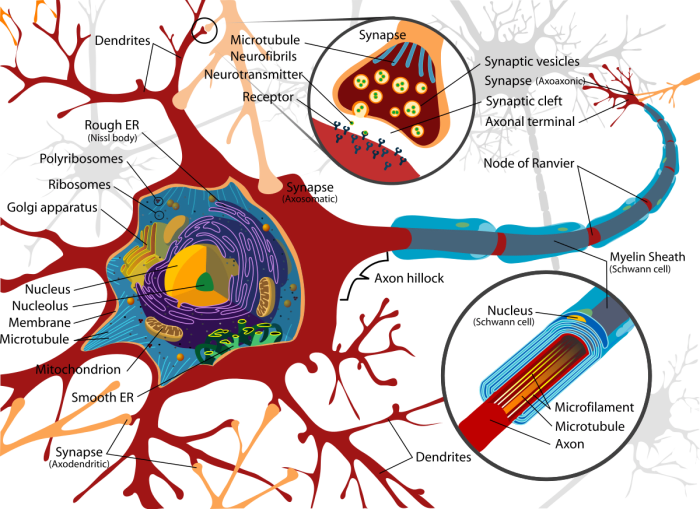 The cell body of a neuron (or nerve cell) contains the nucleus. The axon is an extension that sends information to another neuron via a synapse.