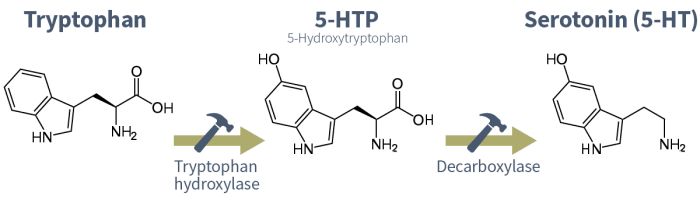 serotonin hypothesis of depression tryptophan