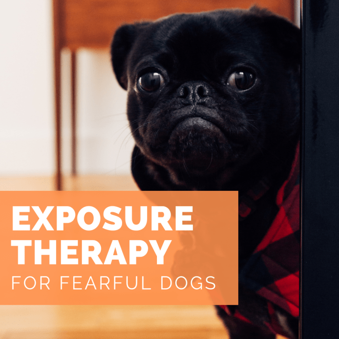 Exposure therapy is commonly used to mitigate human fears and phobias, but did you know it is used with dogs as well?