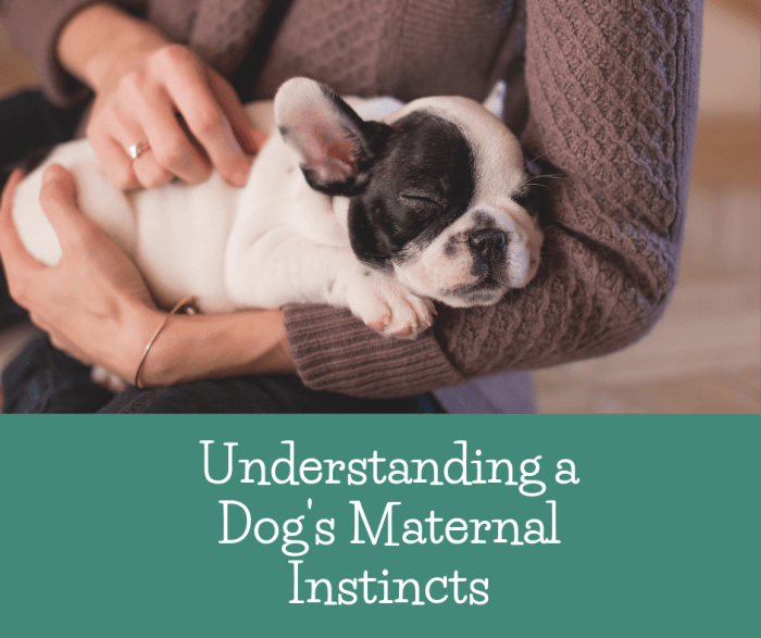 If you're a dog owner, it's important to ask yourself whether or not your dog will be a good mother and take good care of her puppies? Read on to learn more.