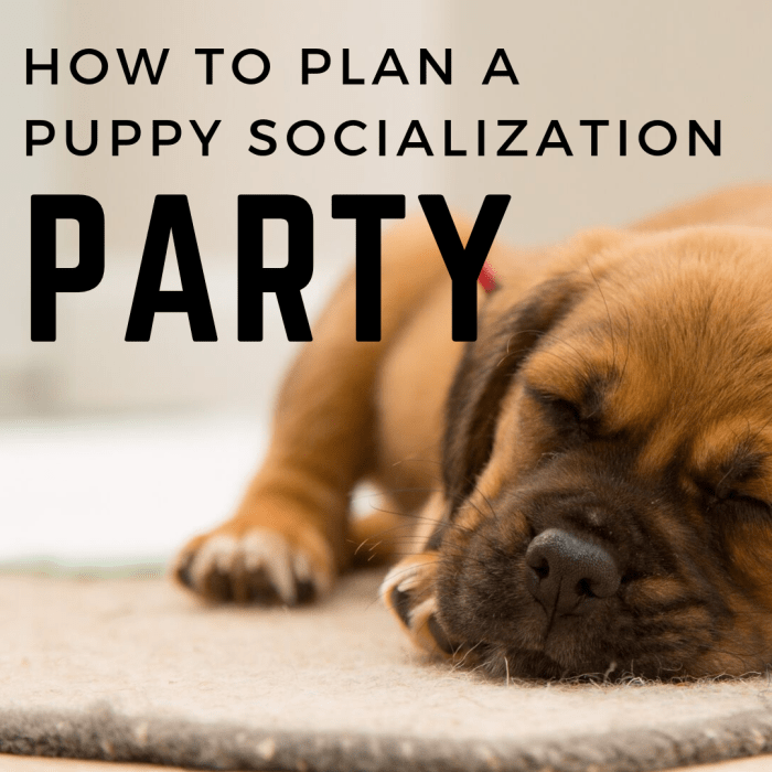 How to organize a puppy socialization party.