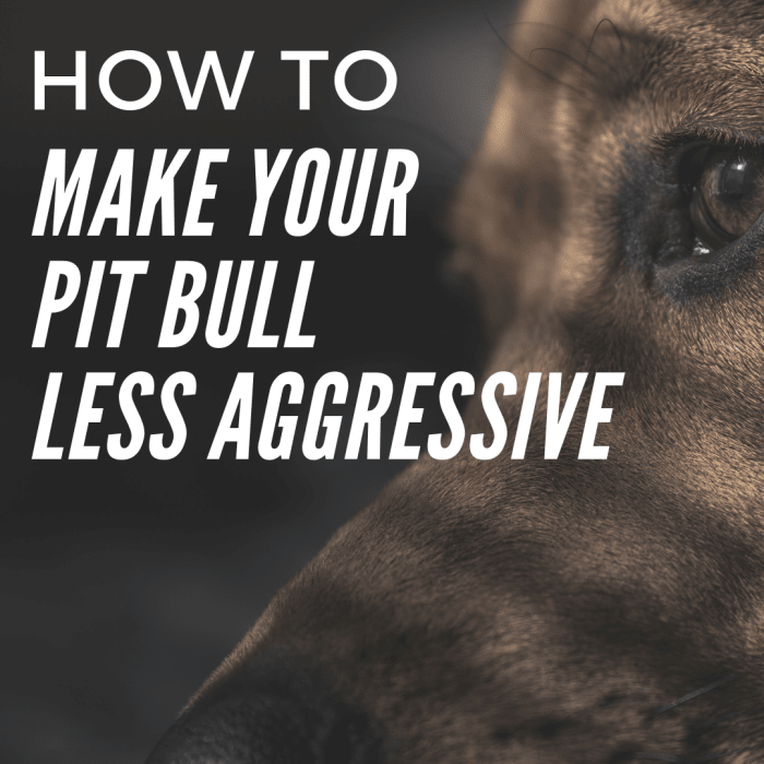How to Raise Your Pit Bull to Be Less Aggressive PetHelpful By fellow animal lovers and experts