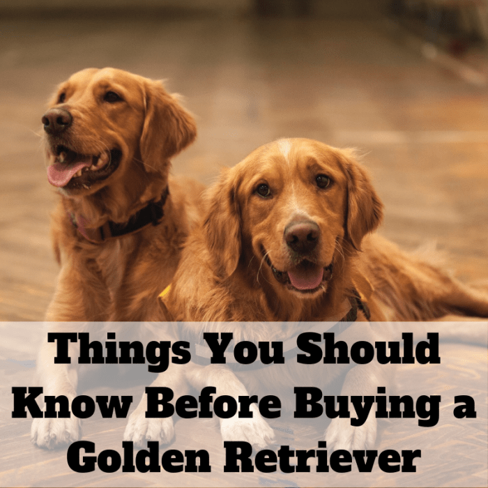 Here are some things you should consider before you get a Golden Retriever. They are great dogs, but you have to be aware of what you're getting into.