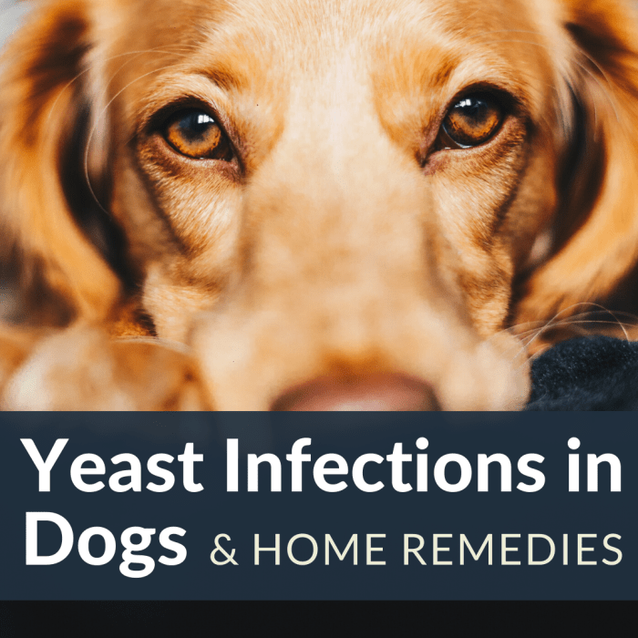 How to Stop Hair Loss and Itching in Dogs From Yeast
