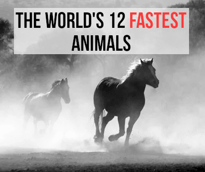 If you want to find out about the fastest animals in the world, read on...