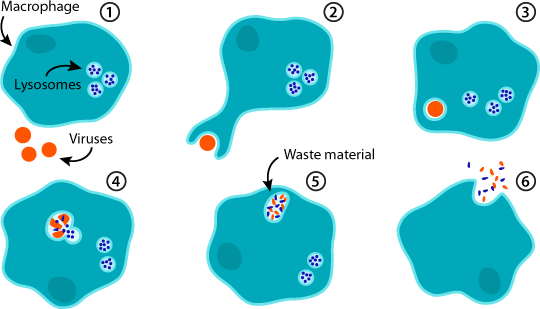 When the body comes under attack from germs, the infected cells secrete chemicals that attract a swarm of macrophages to the affected area. They engulf the invading organisms, and break them down into waste material.