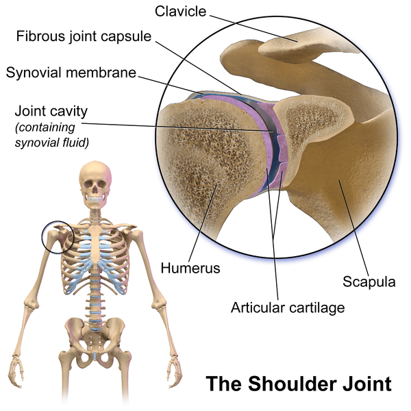 Fibrous tissues in senior joints are stiffer, less resilient than fibers in younger joints. Photo by BruceBlaus