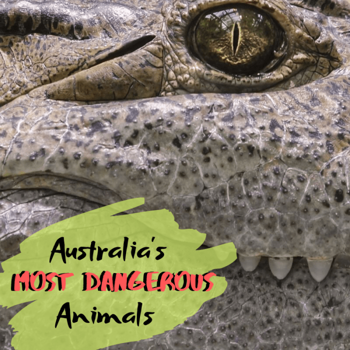 Australien ist die Heimat einiger der gefährlichsten Tiere der Welt, und einige von ihnen leben direkt in den Hinterhöfen der Bewohner.'s most dangerous animals, and a few of them live right in residents' backyards. 