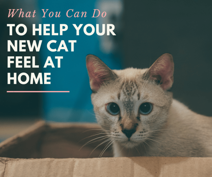As excited as you may be to have a new kitty prancing around, be sure to properly introduce them to your home.