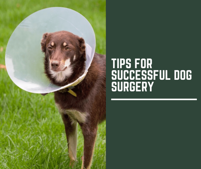 Read on to learn how you can help make sure that your furry friend's surgery goes as well as possible.