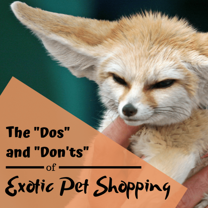 Many exotic animals are purchased by inexperienced keepers only to be relinquished for re-homing a year or two later when the animal's behavior changes upon maturity.