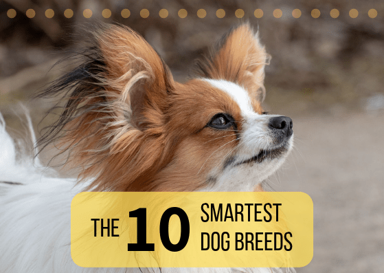 Discover the 10 dog breeds that are considered to be the smartest. The Papillon (shown above) is #8 on the list.