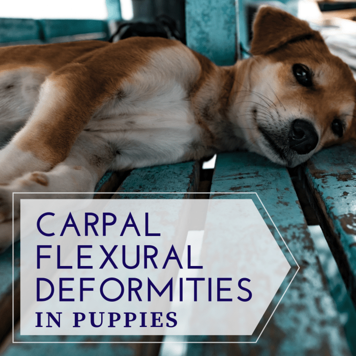 Carpal flexural deformities are quite common in puppies, but the condition can easily be resolved with proper care.