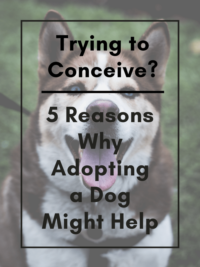 This article will break down five great reasons why trying-to-conceive (TTC) couples should consider adopting a dog.