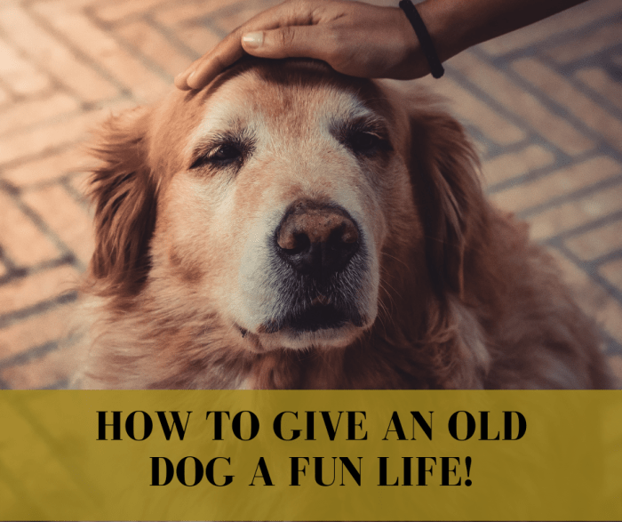 how-to-give-an-old-dog-the-time-of-his-life-pethelpful